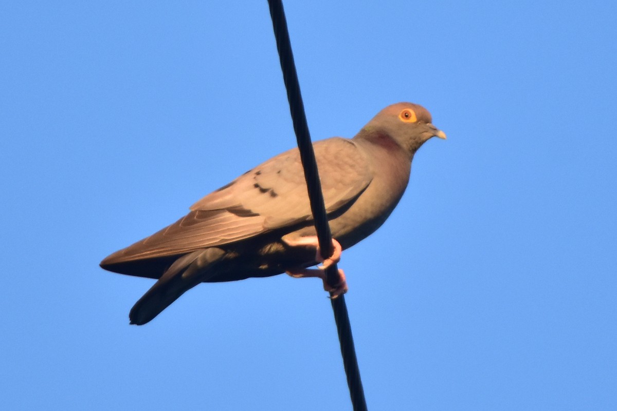 Pigeon d'Eversmann - ML620058134