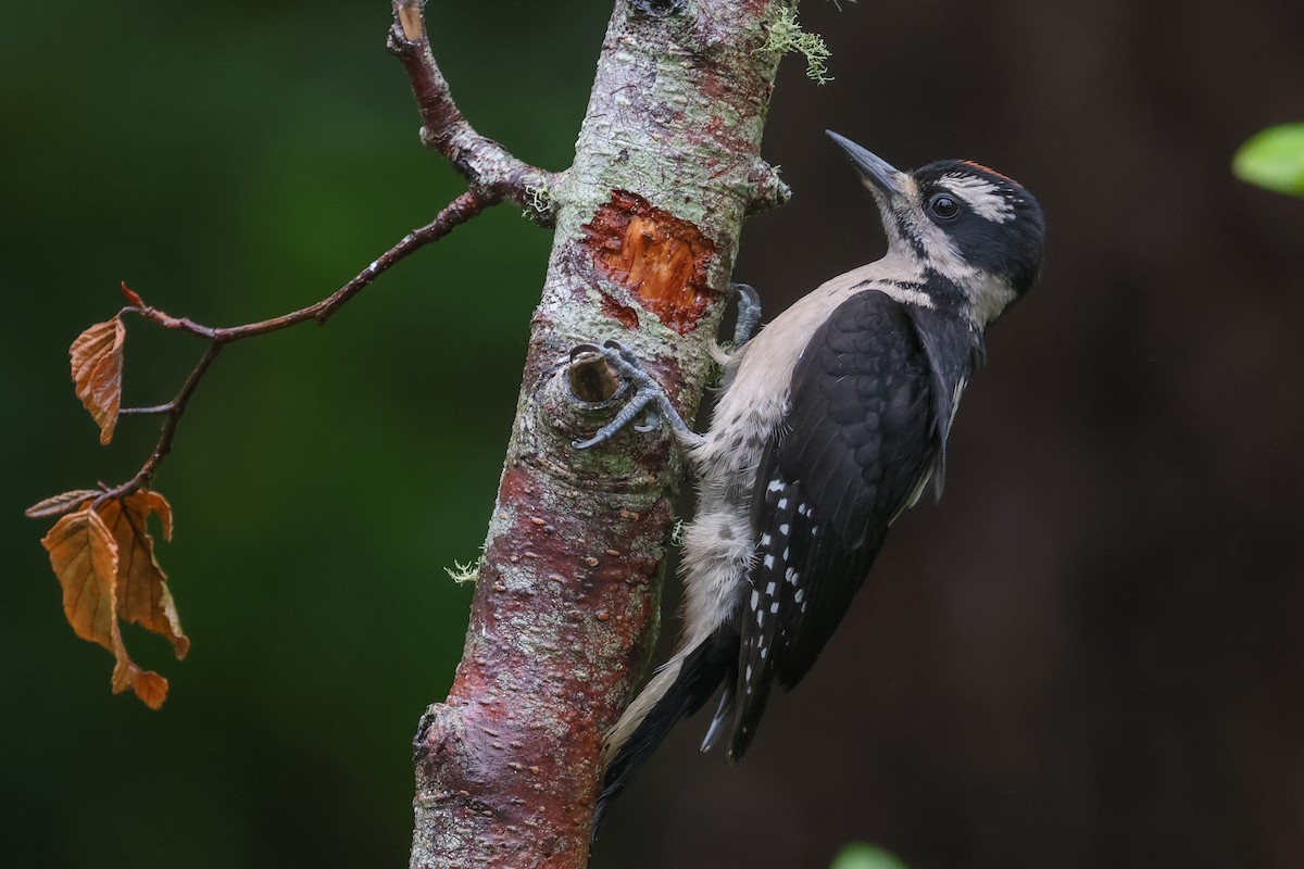 Hairy Woodpecker (Pacific) - ML620058180