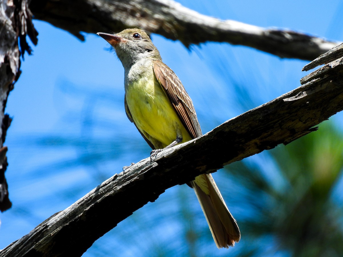 Great Crested Flycatcher - ML620058186