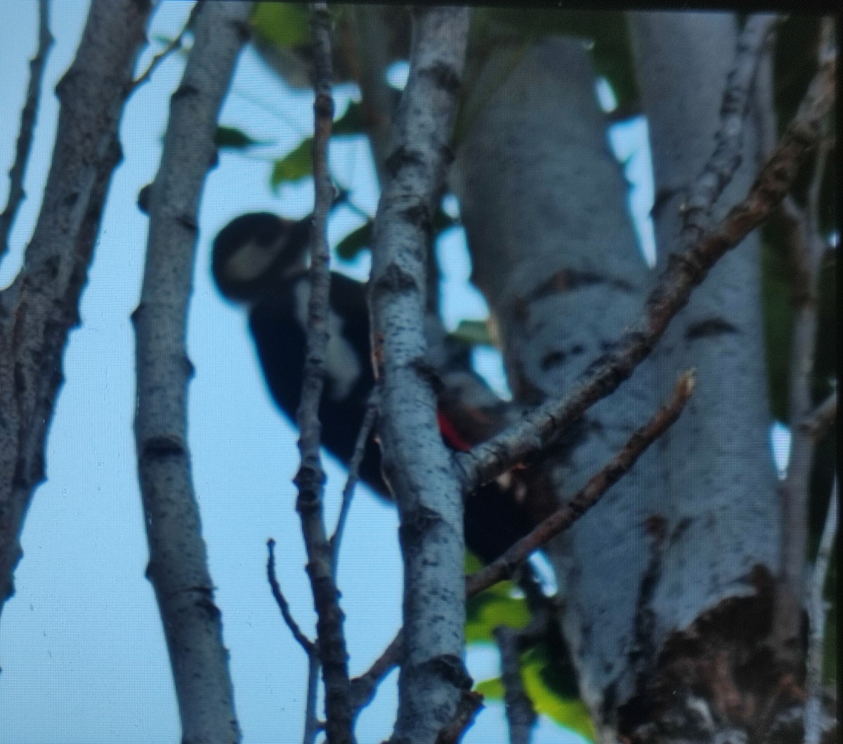 Great Spotted Woodpecker - ML620058191