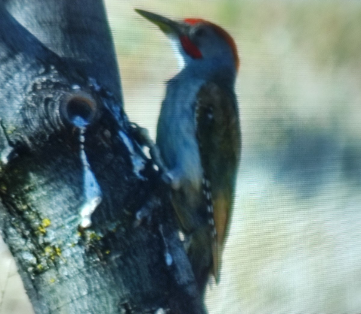 Iberian Green Woodpecker - ML620058201