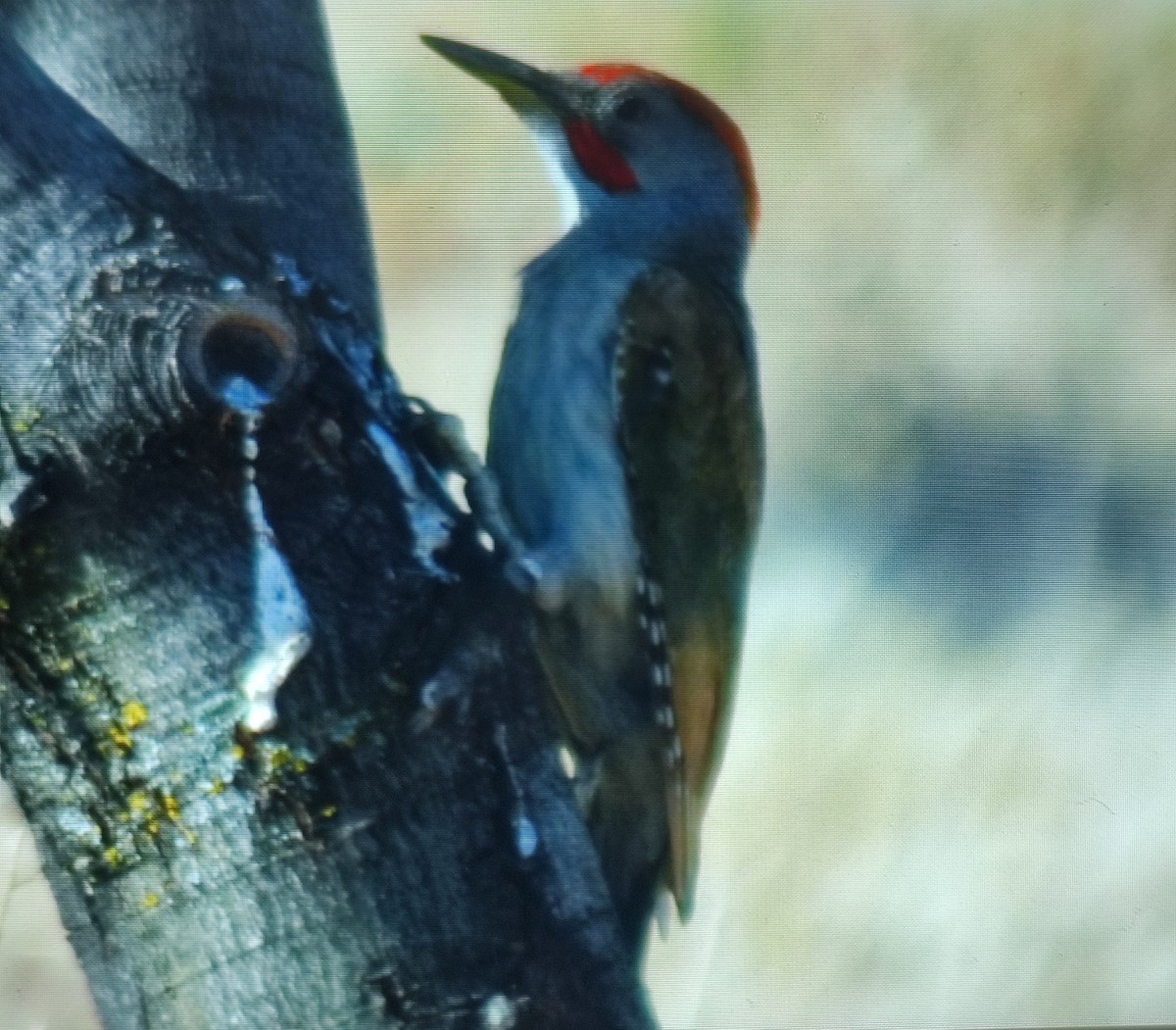 Iberian Green Woodpecker - ML620058203