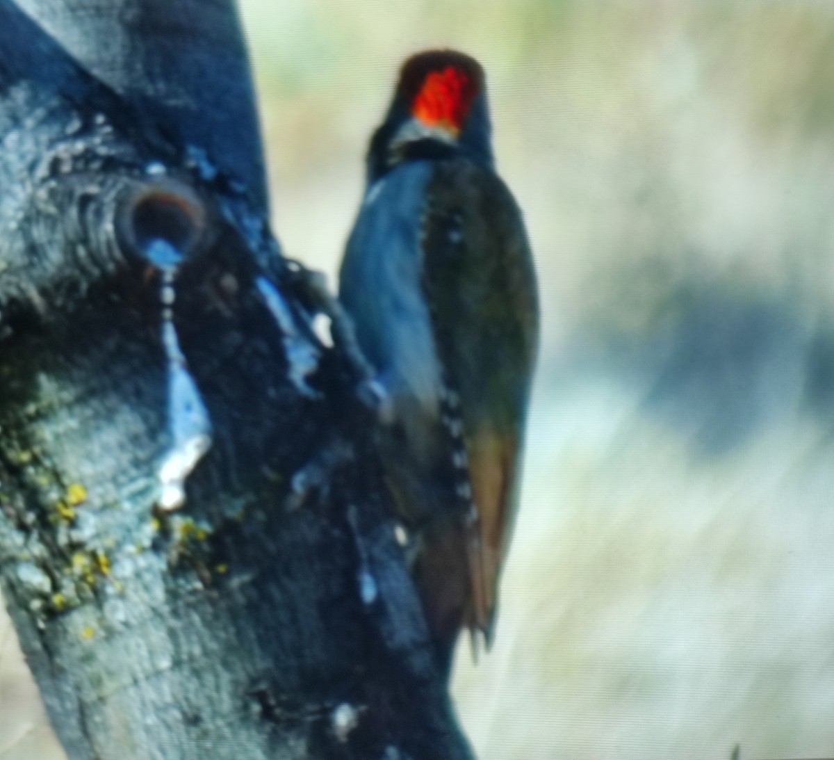 Iberian Green Woodpecker - ML620058205