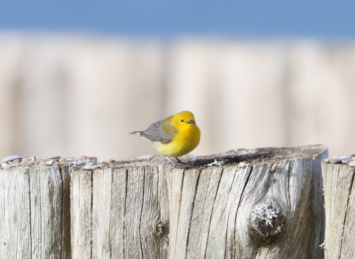 Prothonotary Warbler - ML620058234