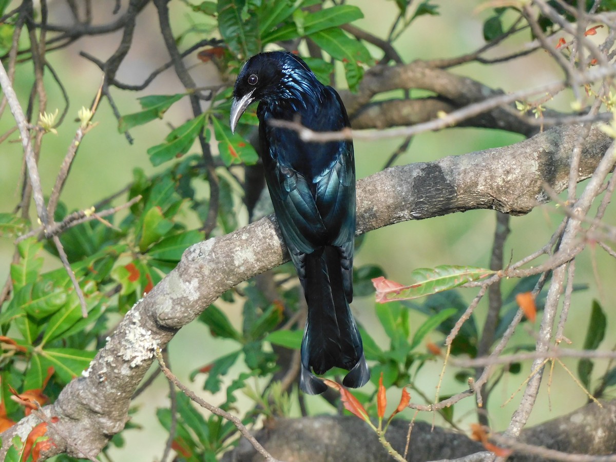 Hair-crested Drongo - ML620058245