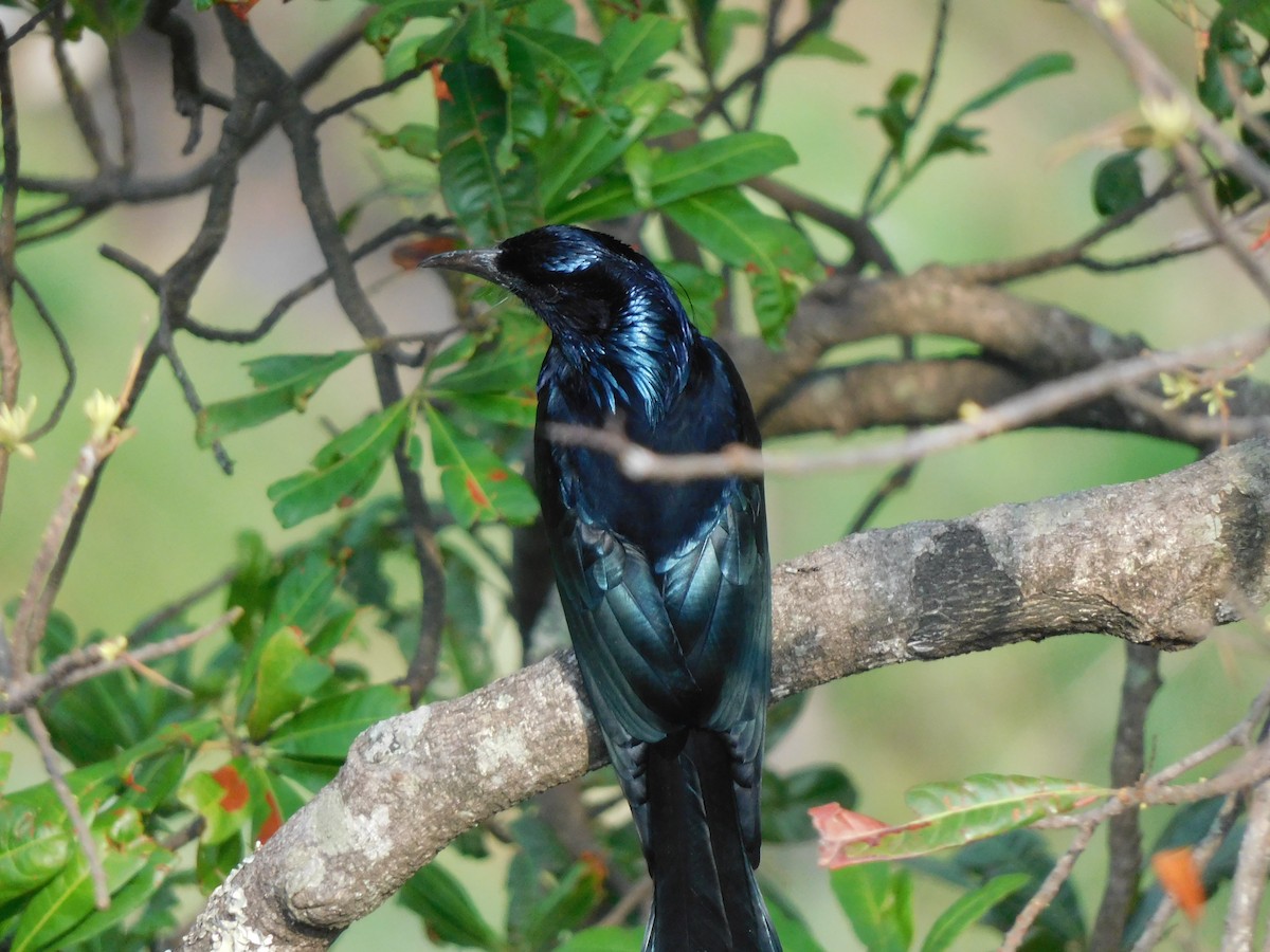 Hair-crested Drongo - ML620058246