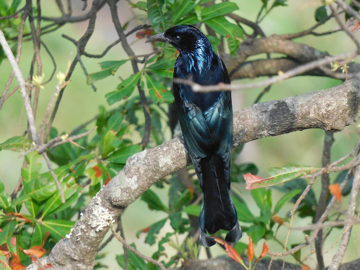 Hair-crested Drongo - ML620058247