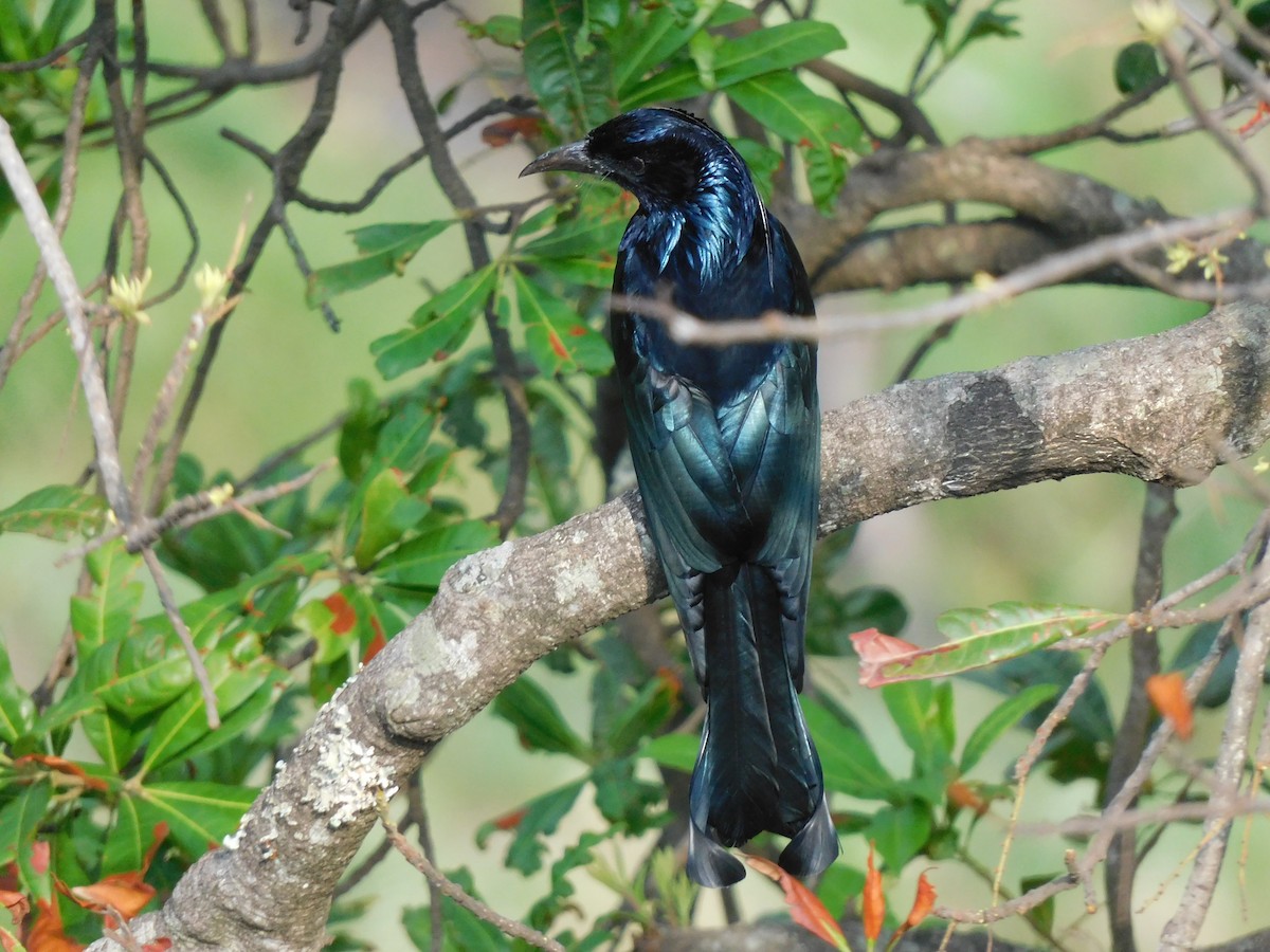 Hair-crested Drongo - ML620058248