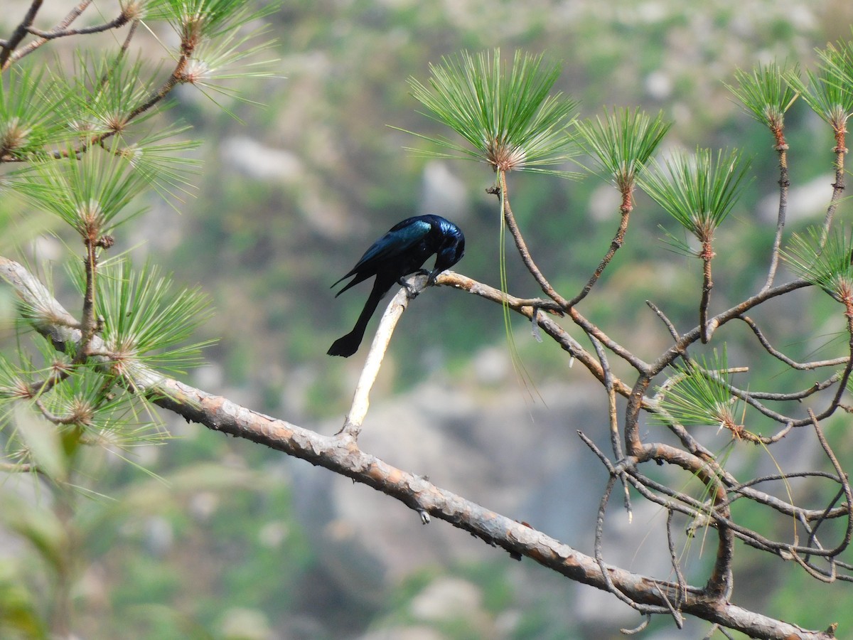 Hair-crested Drongo - ML620058249