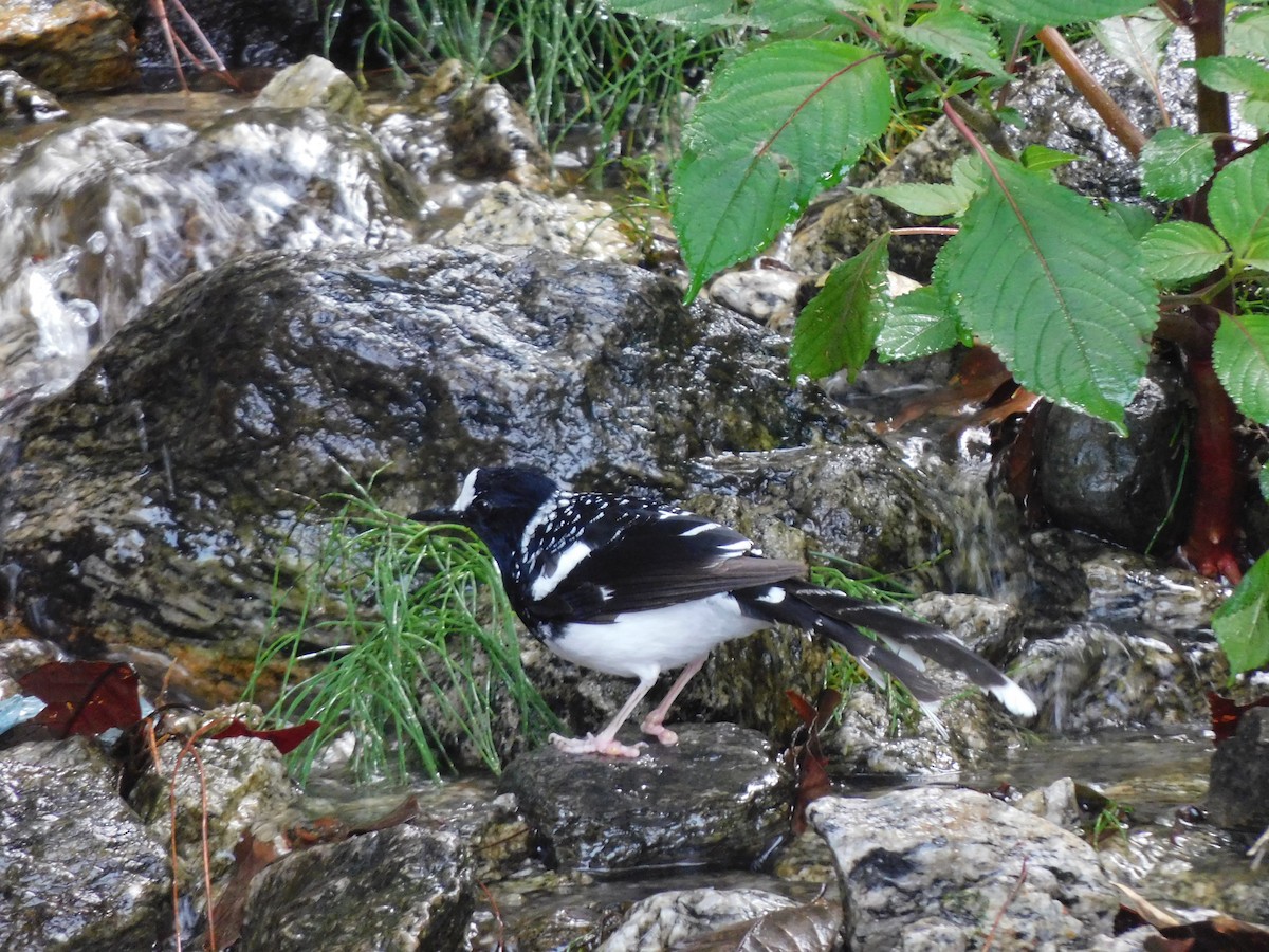 Spotted Forktail - ML620058263