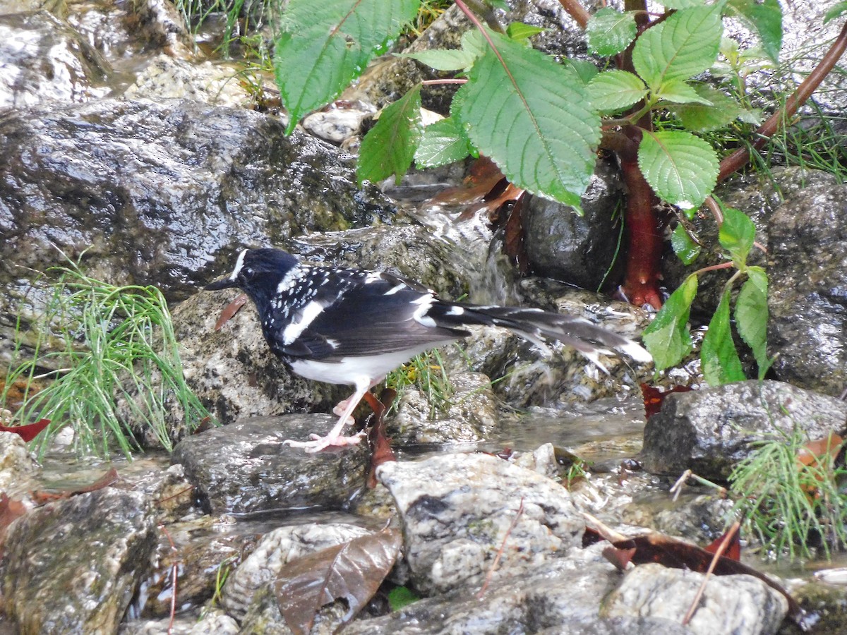 Spotted Forktail - ML620058264