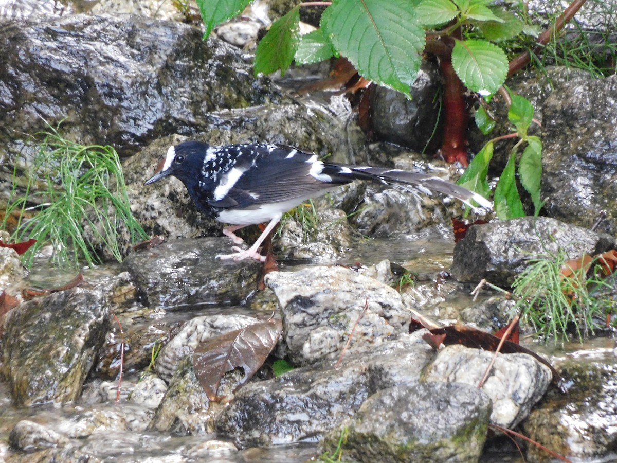 Spotted Forktail - ML620058265