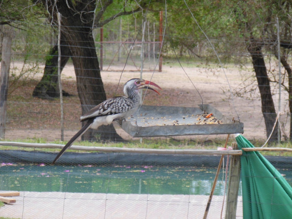 Southern Red-billed Hornbill - ML620058269