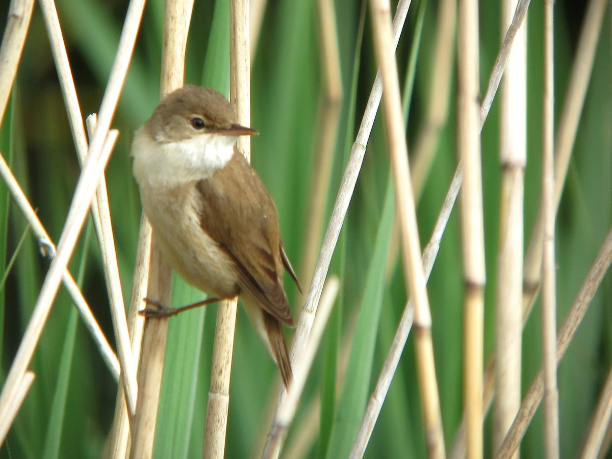 Common Reed Warbler - ML620058277