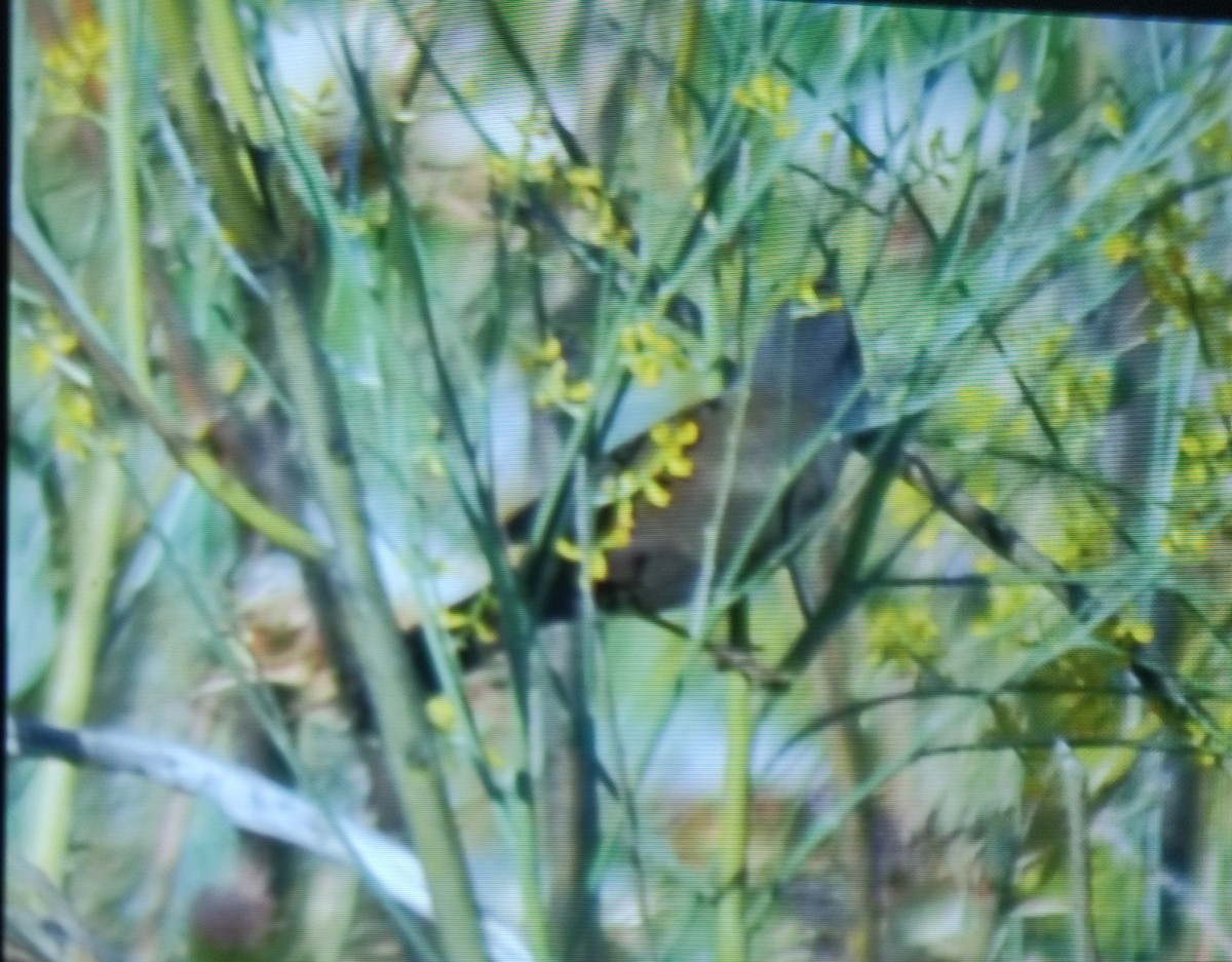 Sardinian Warbler - ML620058281