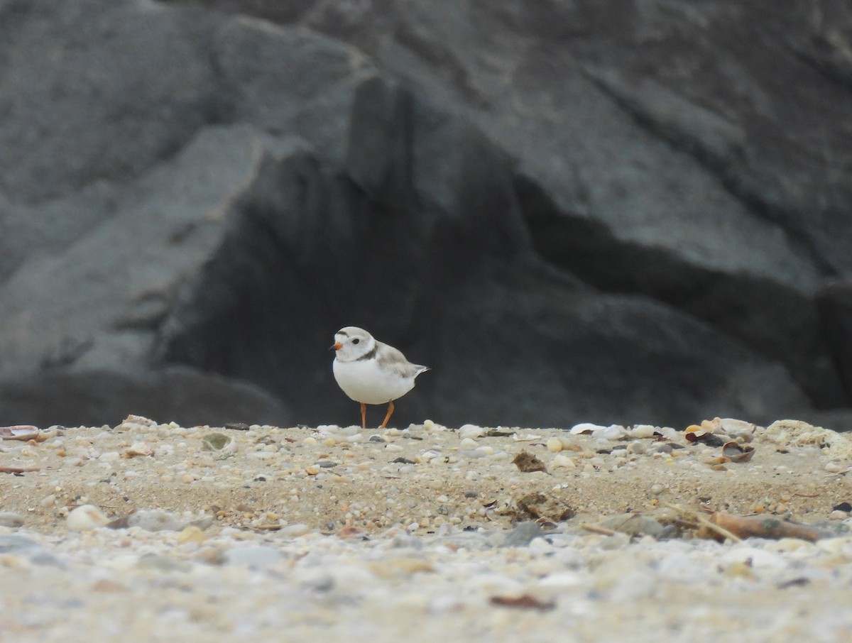Piping Plover - ML620058282