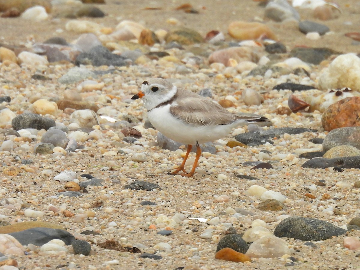 Piping Plover - ML620058283