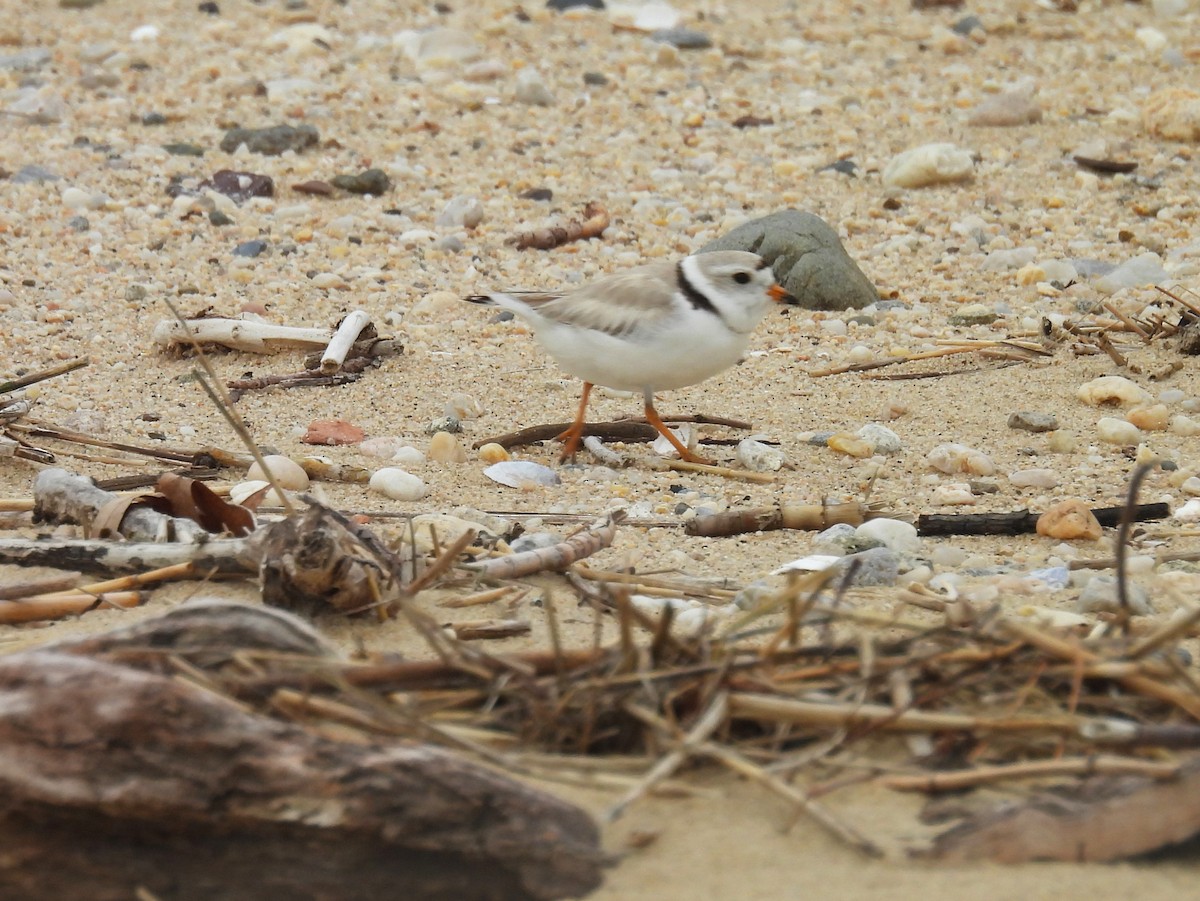 Piping Plover - ML620058285