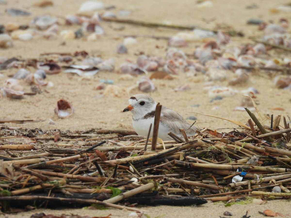 Piping Plover - ML620058286