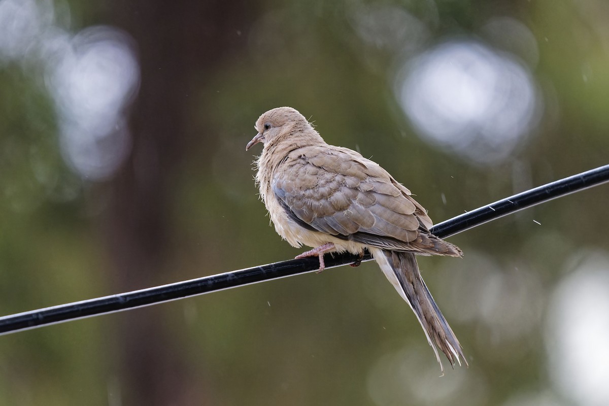 Laughing Dove - ML620058300