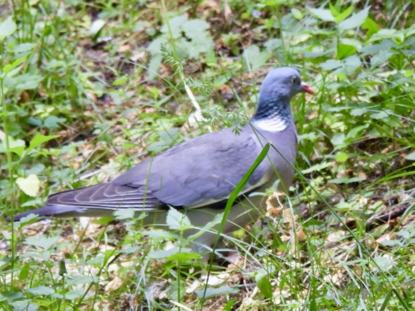 Common Wood-Pigeon - ML620058308