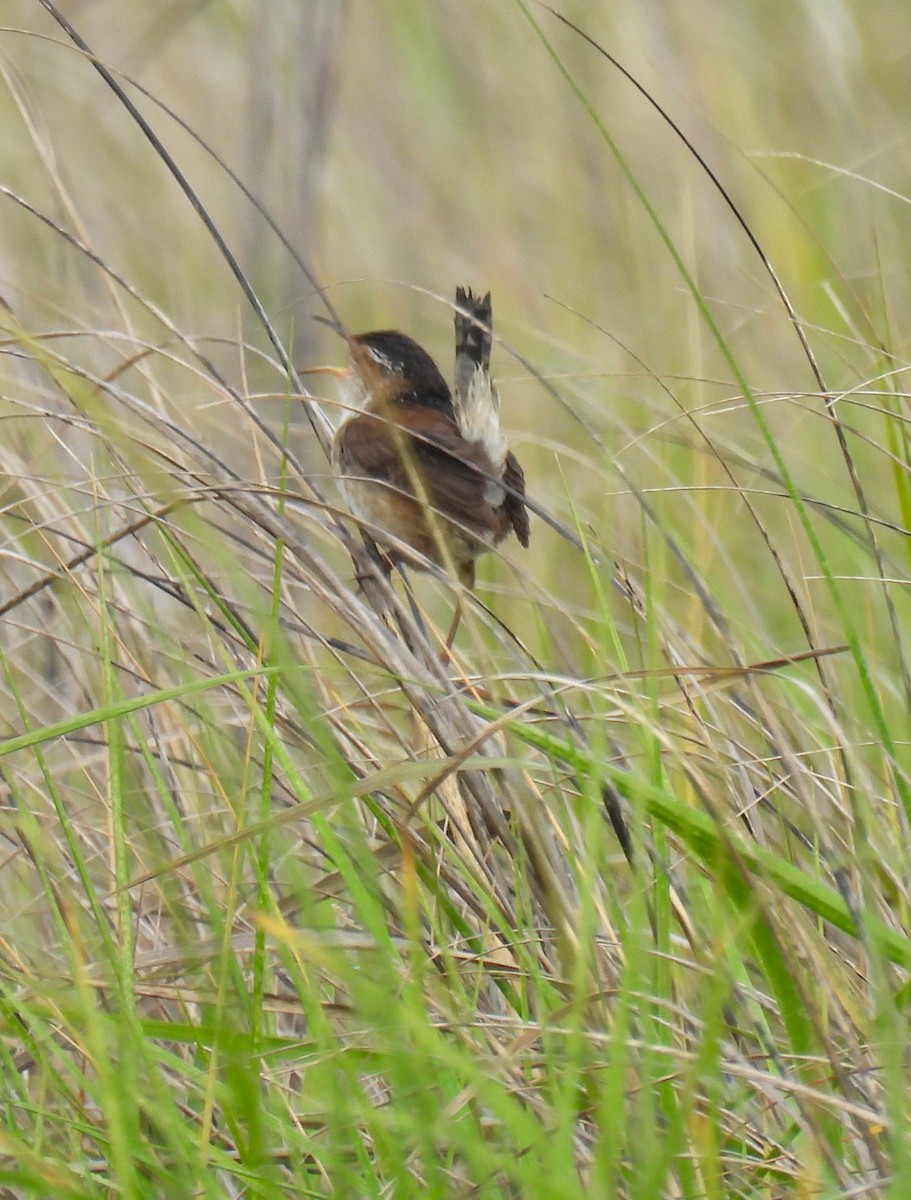 Marsh Wren - ML620058310