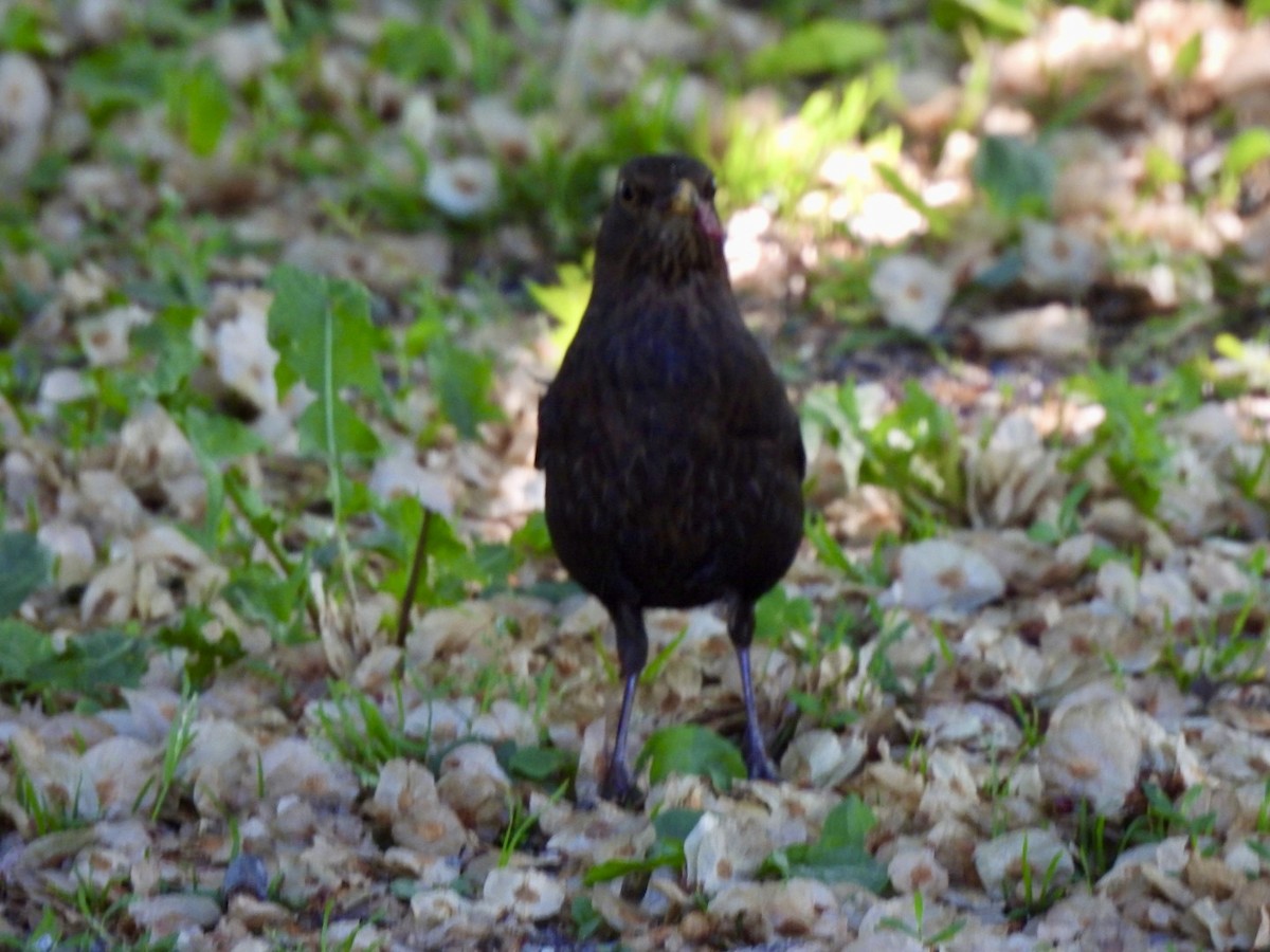 Eurasian Blackbird - ML620058325