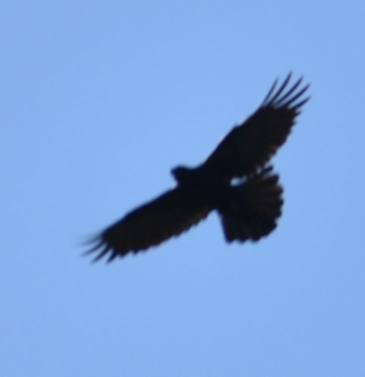 American Crow - ML620058336