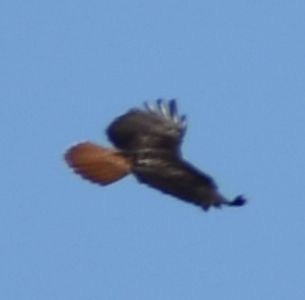 Red-tailed Hawk - ML620058346