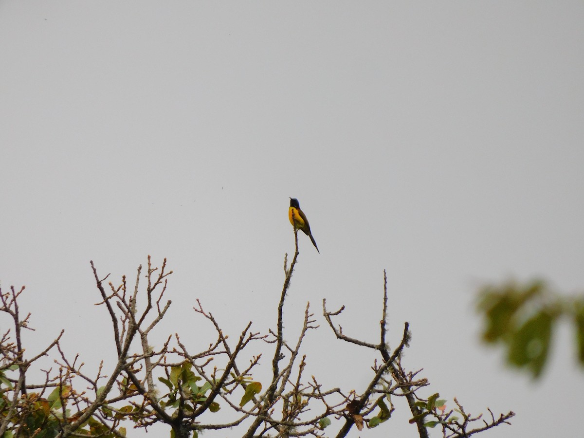 Green-tailed Sunbird - ML620058348
