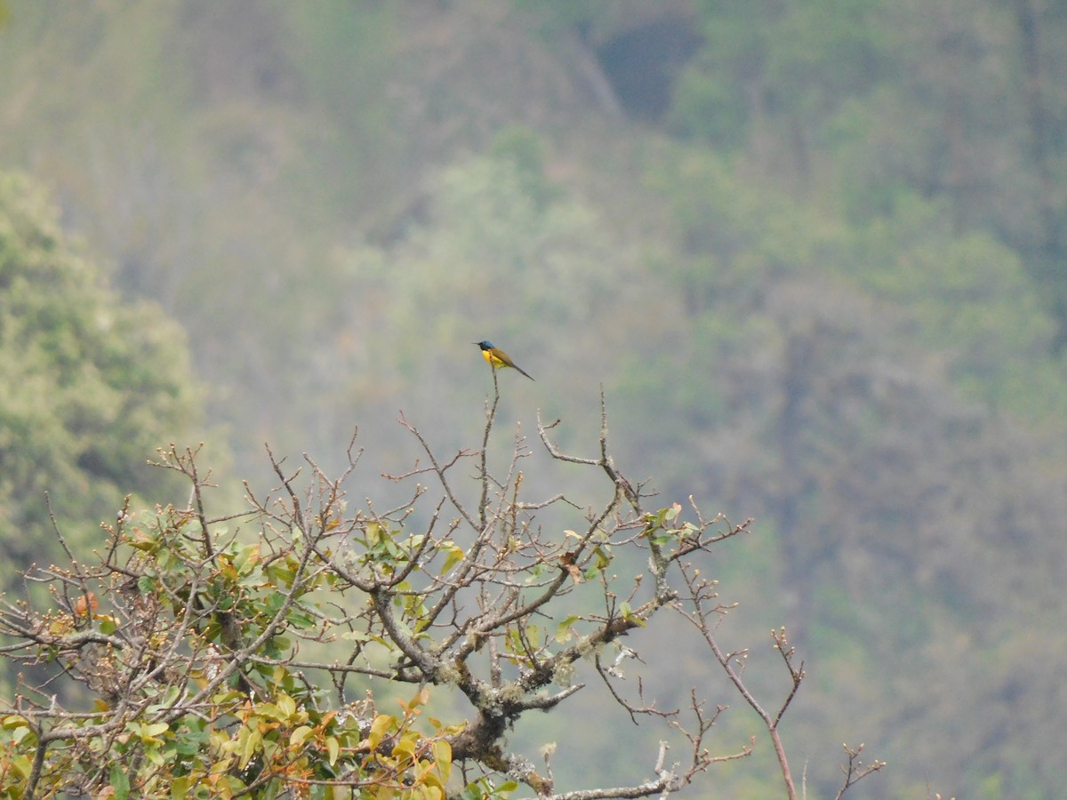 Green-tailed Sunbird - ML620058350