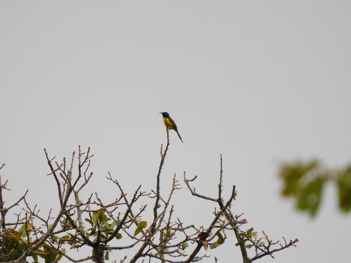 Green-tailed Sunbird - ML620058351