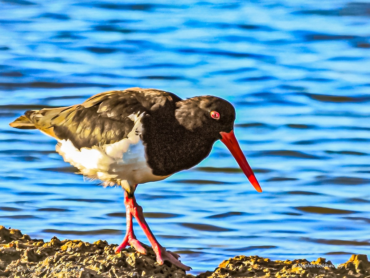 Pied Oystercatcher - ML620058356