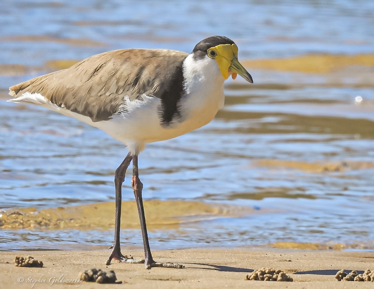 Masked Lapwing - ML620058358