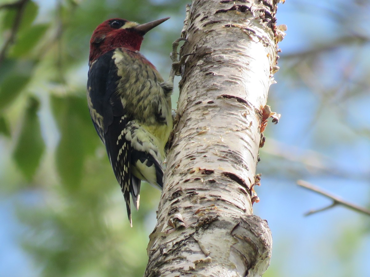 Red-breasted Sapsucker - ML620058381