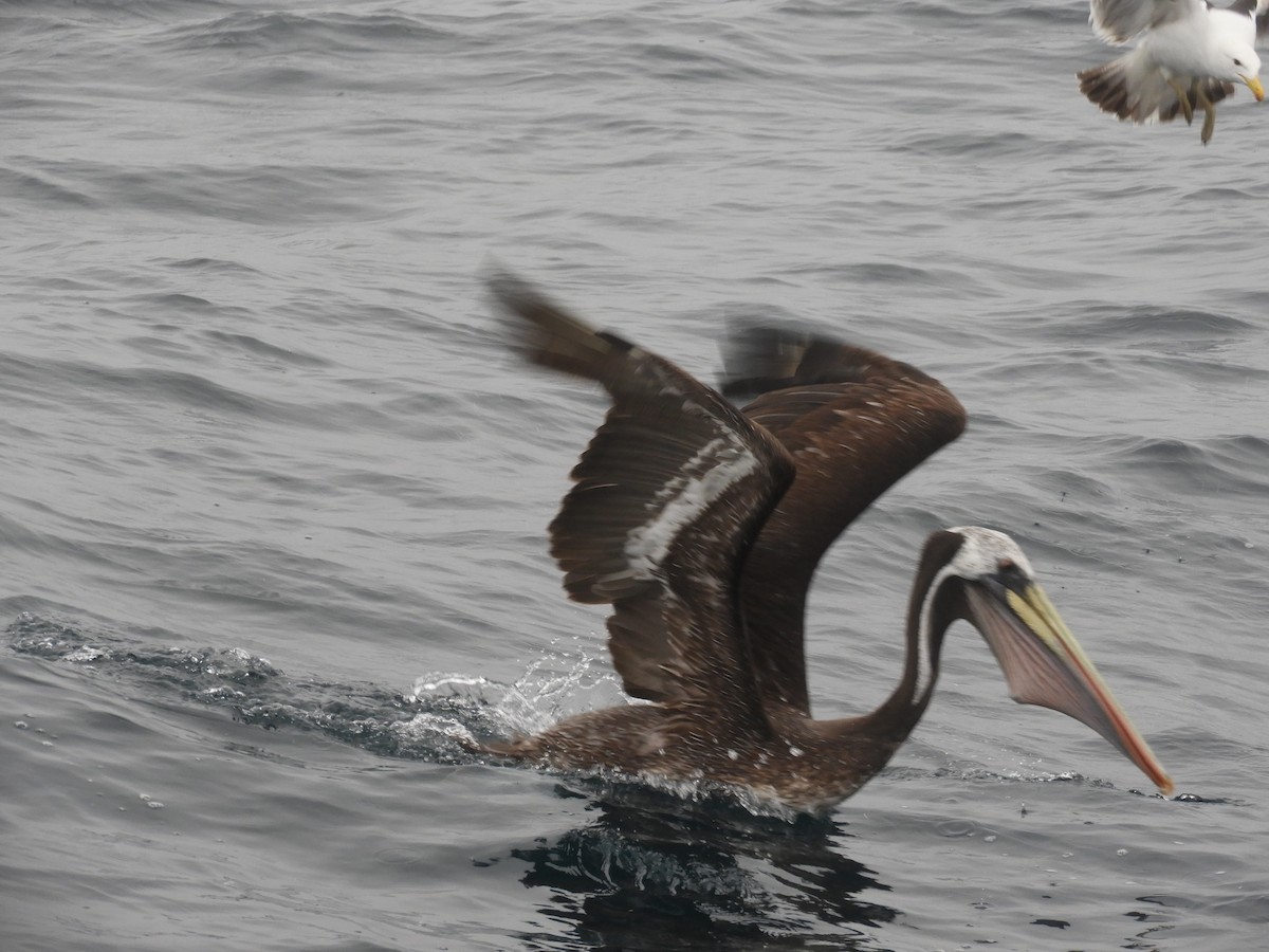 pelikán chilský - ML620058402