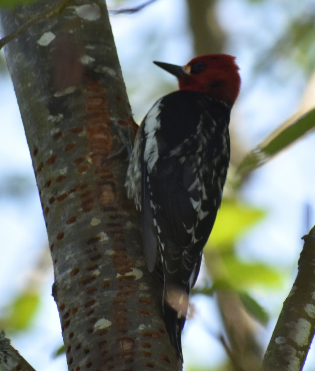 Red-breasted Sapsucker - ML620058430