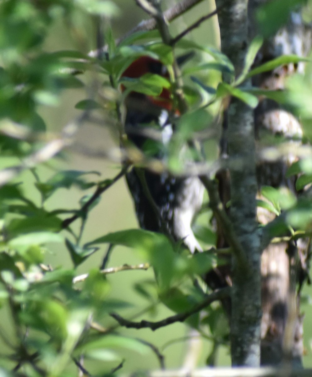 Red-breasted Sapsucker - ML620058431