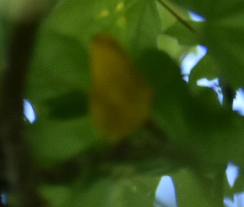 Yellow Warbler - ML620058439