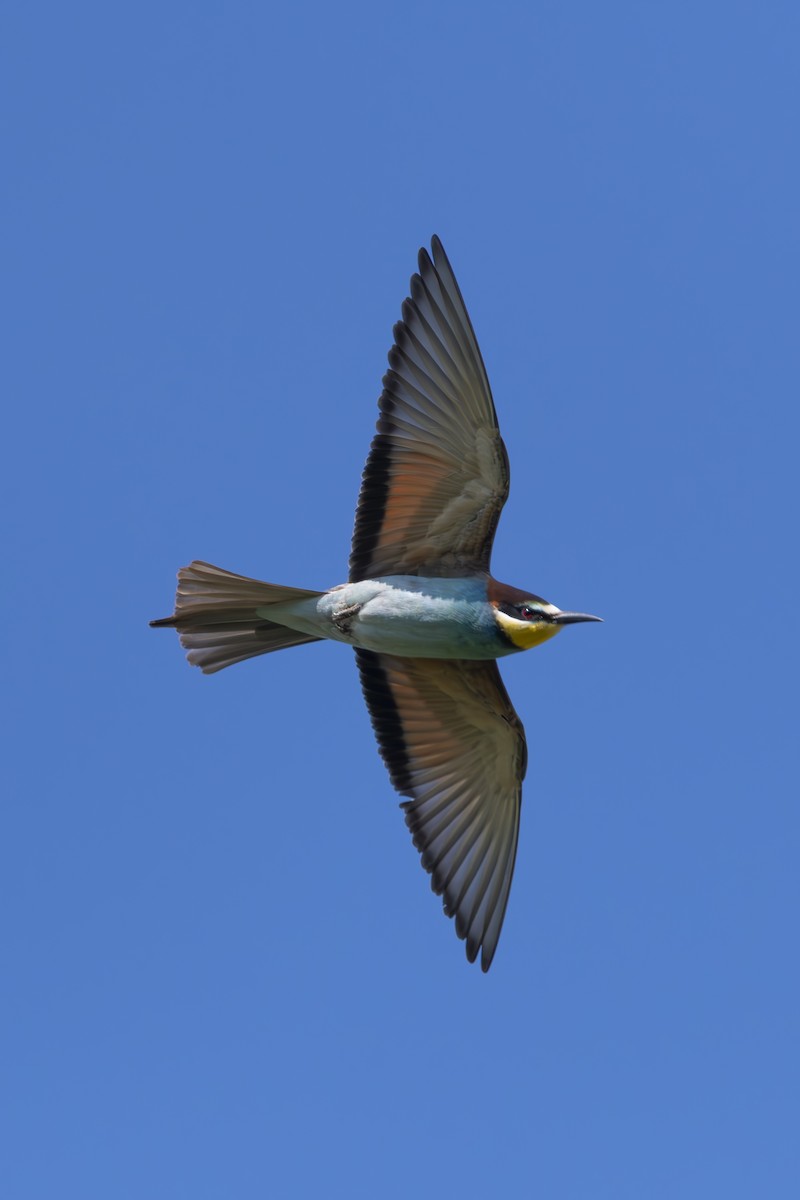 European Bee-eater - ML620058448