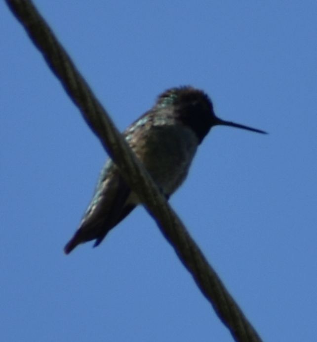 Anna's Hummingbird - ML620058455