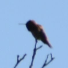 Rufous Hummingbird - ML620058458