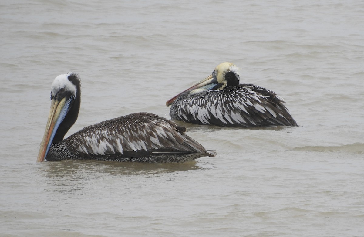 Peruvian Pelican - ML620058461