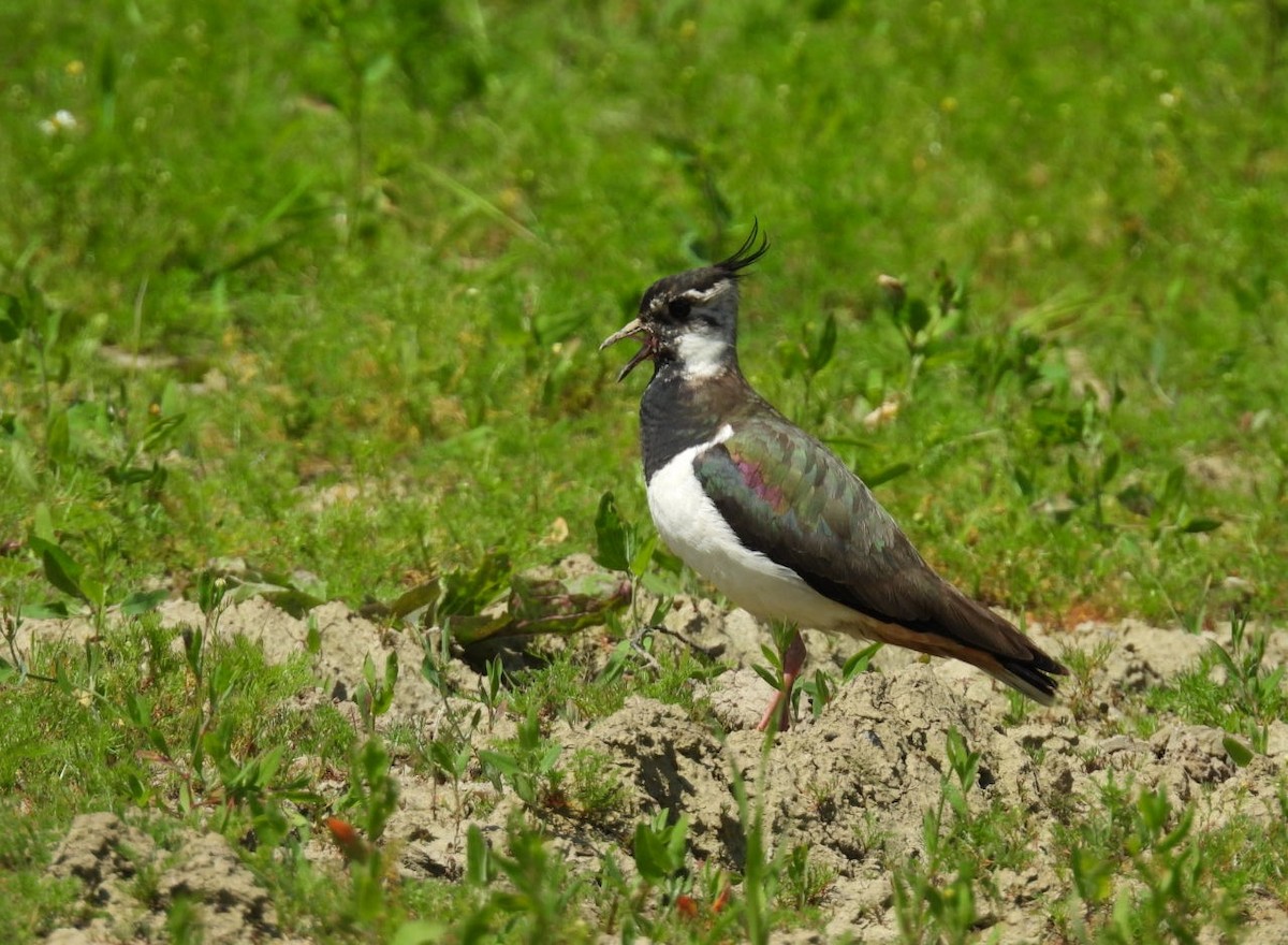 Northern Lapwing - ML620058465