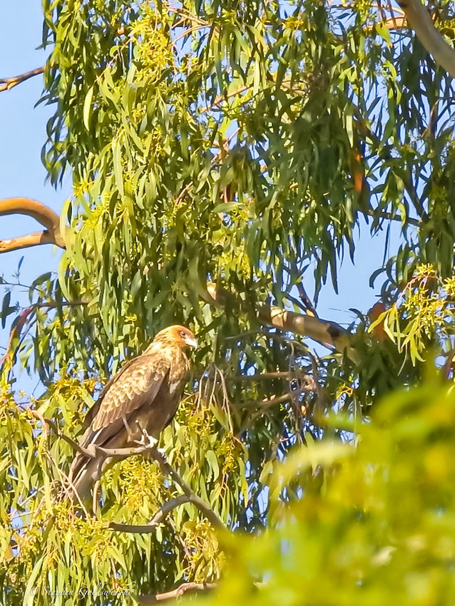 Whistling Kite - ML620058494