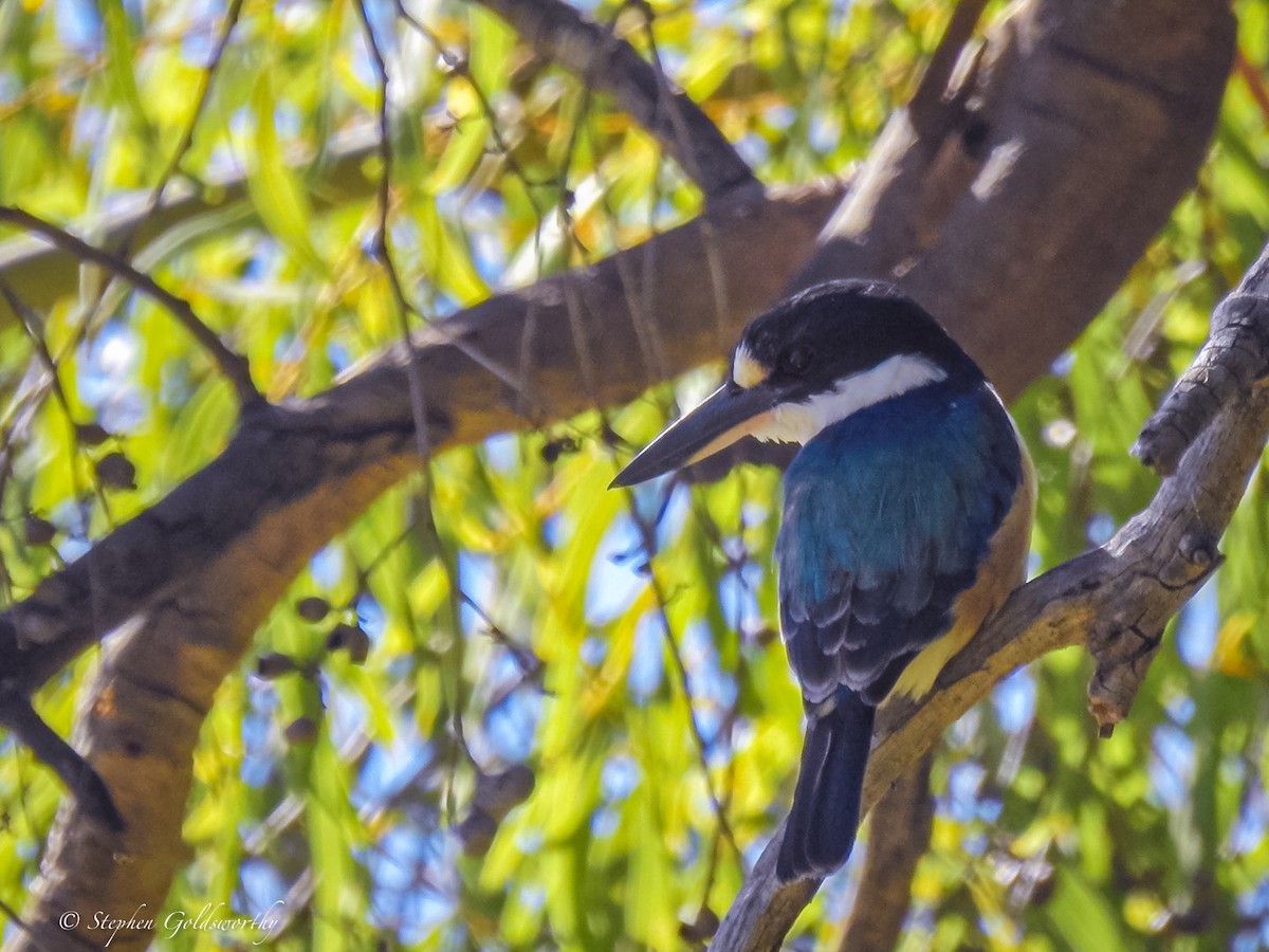 Forest Kingfisher - ML620058498