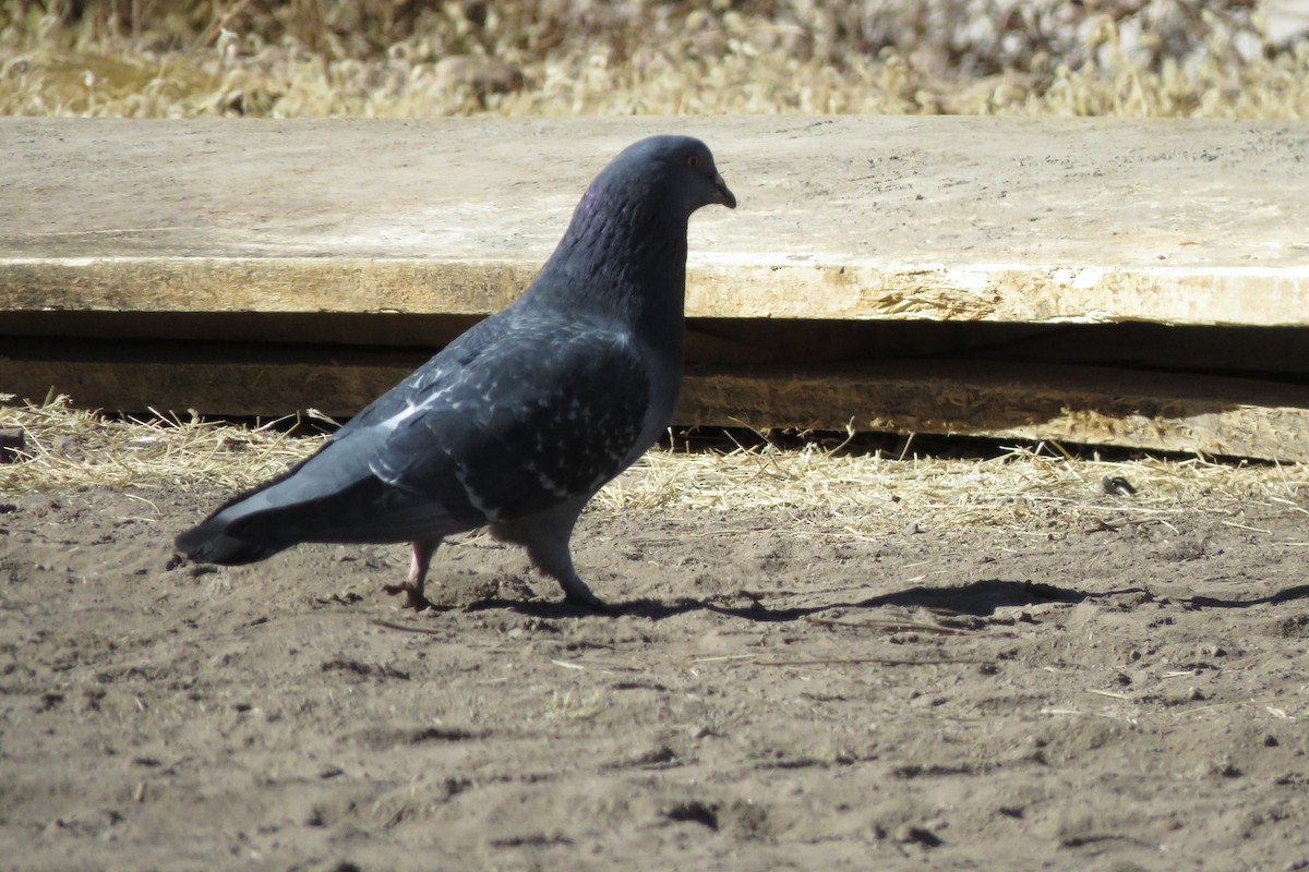 Rock Pigeon (Feral Pigeon) - ML620058518