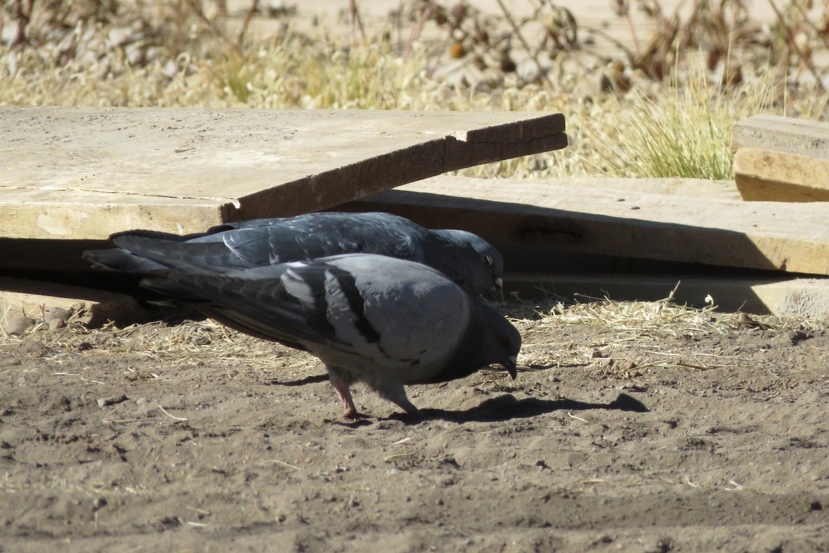 Rock Pigeon (Feral Pigeon) - ML620058519