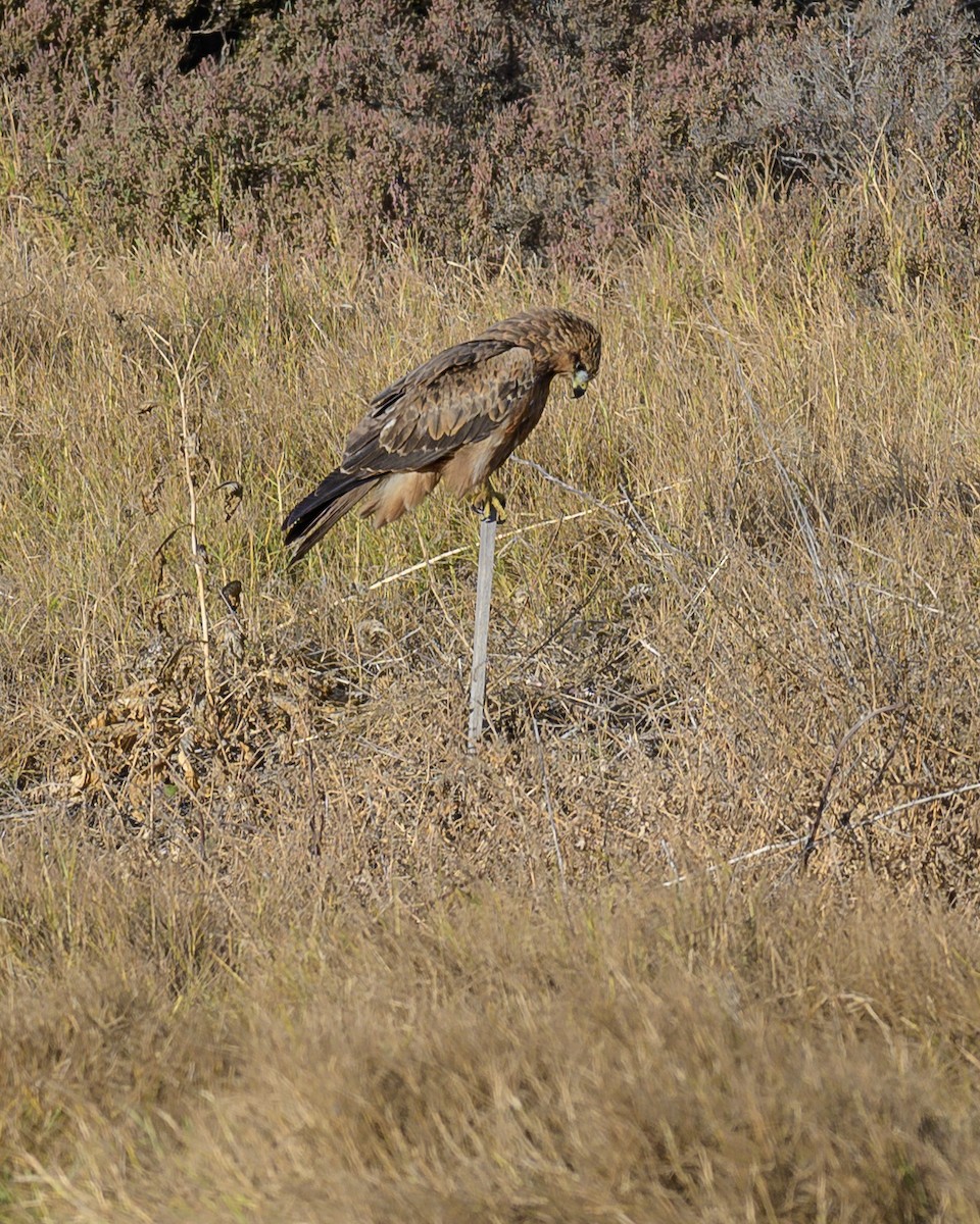 Black Kite - ML620058522