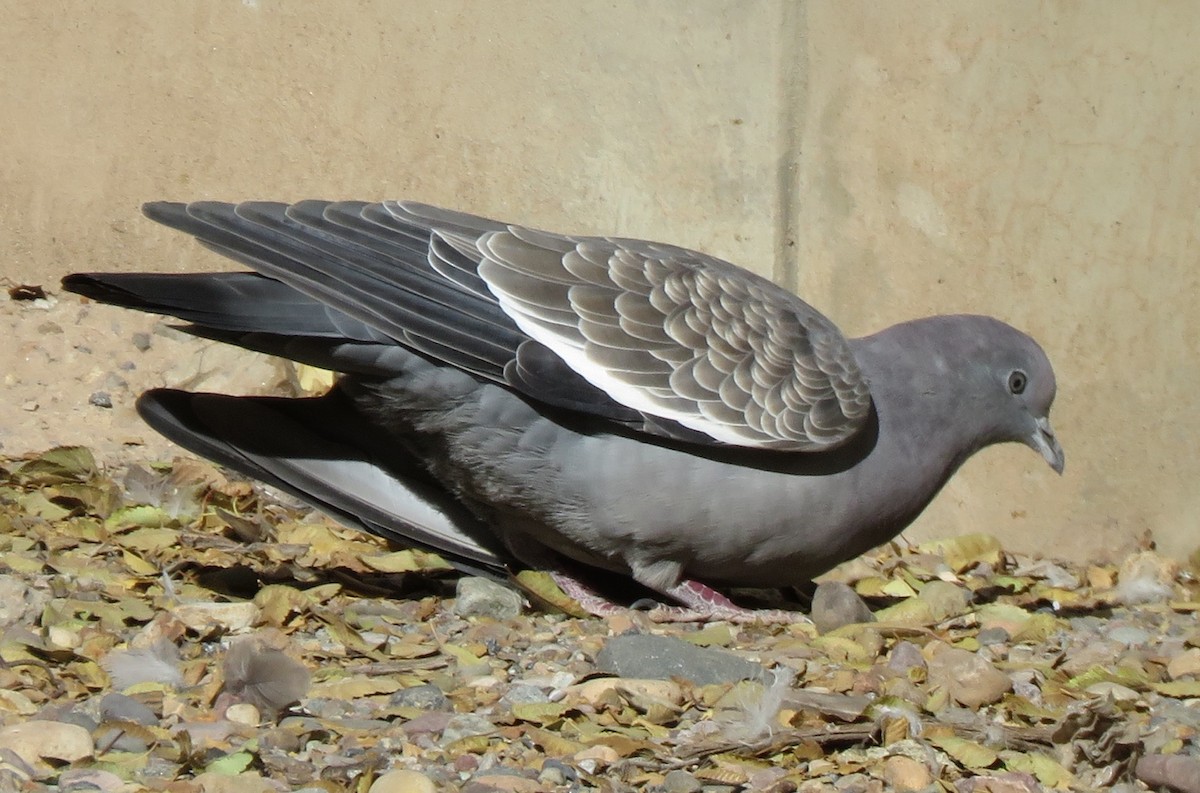 Spot-winged Pigeon - ML620058534